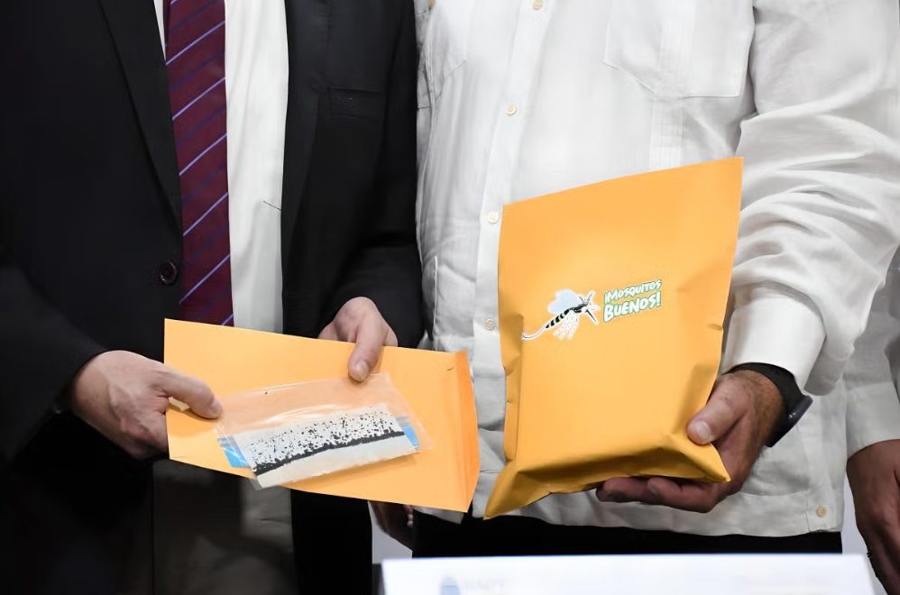 Huevos Aedes aegypti con la bacteria Wolbachia donados a Cuba.
