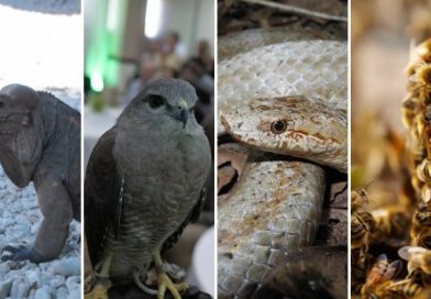 Uniendo a las comunidades con la naturaleza: Un plan para la conservación en el Caribe