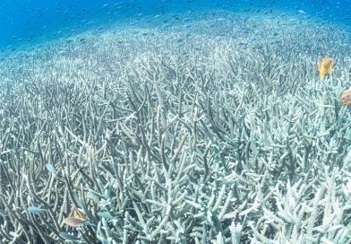 El calor de los océanos alcanzó un máximo histórico en julio en medio de múltiples extremos climáticos